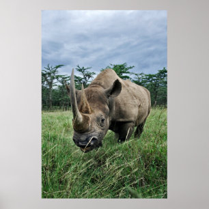 Black Rhinoceros   Kenia Poster
