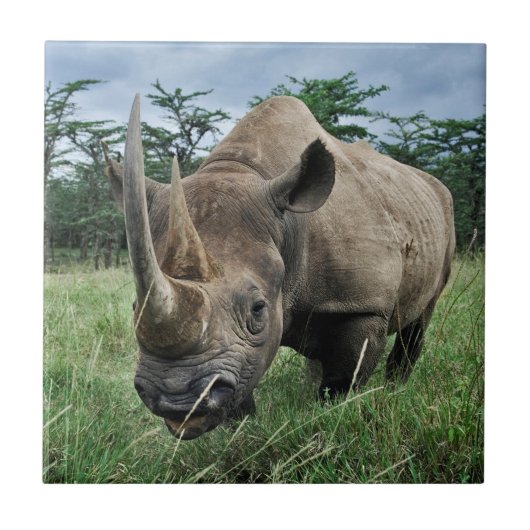 Black Rhinoceros | Kenia Tegeltje (Voorkant)