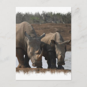 Black Rhinos Briefkaart
