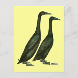 Black Runner Ducks Briefkaart
