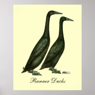 Black Runner Ducks Poster