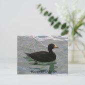 Black Scoter Duck, Unalaska Island Briefkaart (Staand voorkant)