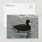 Black Scoter Duck, Unalaska Island Briefkaart (Voorkant / Achterkant)