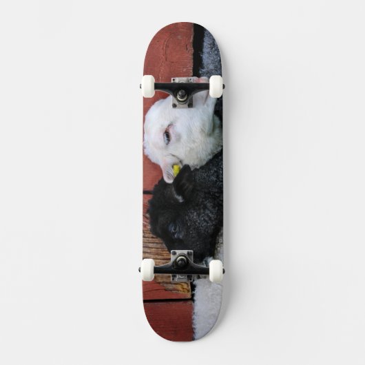 Black Sheep White Sheep Skateboard (Recto)