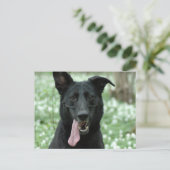 Black Shepherd Briefkaart (Staand voorkant)
