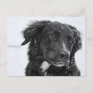 Black Shepherd Dog in the Snow Briefkaart