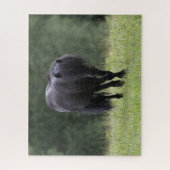 Black Shetland Pony Stallion Walking Legpuzzel (Verticaal)