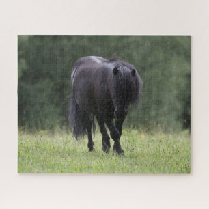 Black Shetland Pony Stallion Walking Legpuzzel