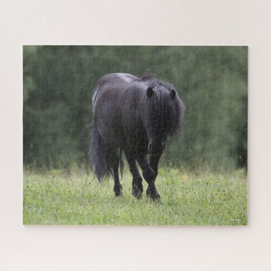 Black Shetland Pony Stallion Walking Legpuzzel (Horizontaal)