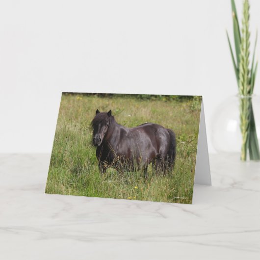 Black Shetland Stallion Standing In Grass Kaart (Voorkant)