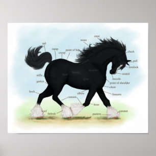 Black Shire Draft Horse Equine Anatomine Poster