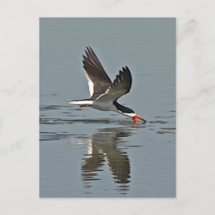 Black Skimmer Photo Briefkaart