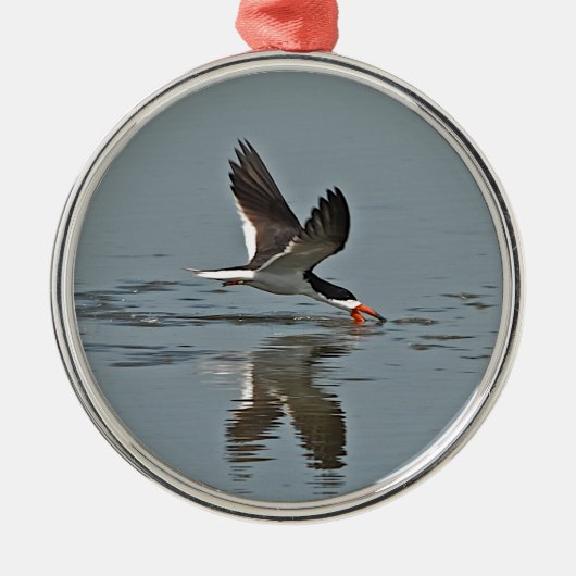 Black Skimmer Photo Metalen Ornament (Voorkant)