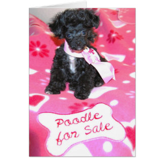 Black Speelgoed Poodle Puppy for sale-kaart