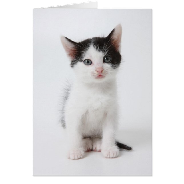 Black Spotted Kitten (Voorkant)