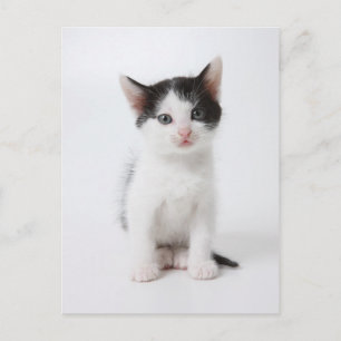 Black Spotted Kitten Briefkaart