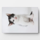 Black Spotted Kitten Fotoplaat (voorkant)