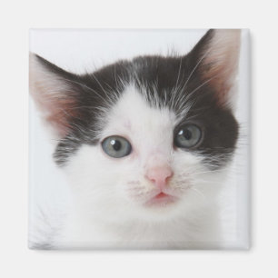 Black Spotted Kitten Magneet