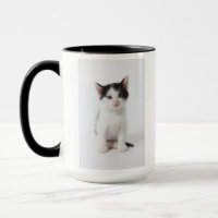 Black Spotted Kitten