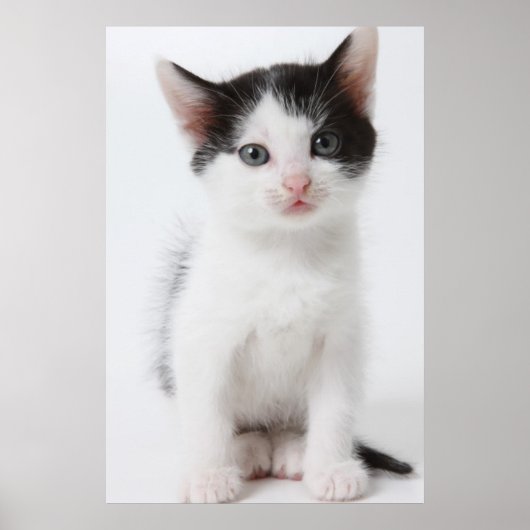Black Spotted Kitten Poster (Voorkant)