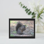 Black Squirrel Post Card Briefkaart (Staand voorkant)