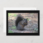 Black Squirrel Post Card Briefkaart (Voorkant / Achterkant)