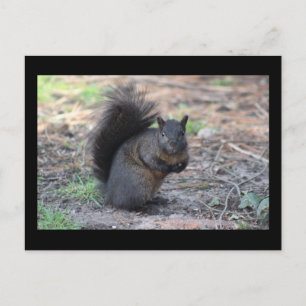 Black Squirrel Post Card Briefkaart