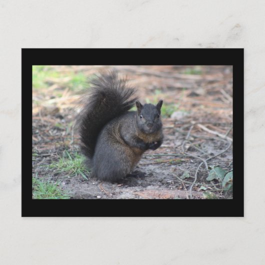 Black Squirrel Post Card Briefkaart (Voorkant)