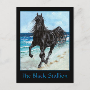 Black Stallion Arabe carte postale