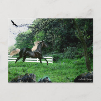 Black Stallion Briefkaart