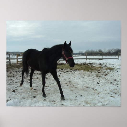 Black Stallion Horse Poster (Voorkant)