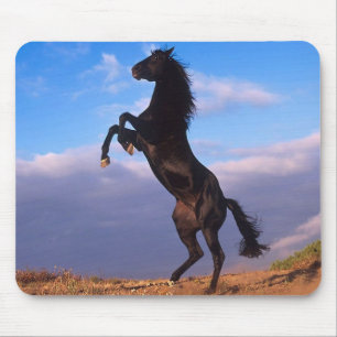 Black Stallion Muismat