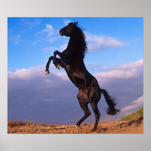 Black Stallion Poster (Voorkant)