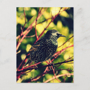 Black Starling Briefkaart