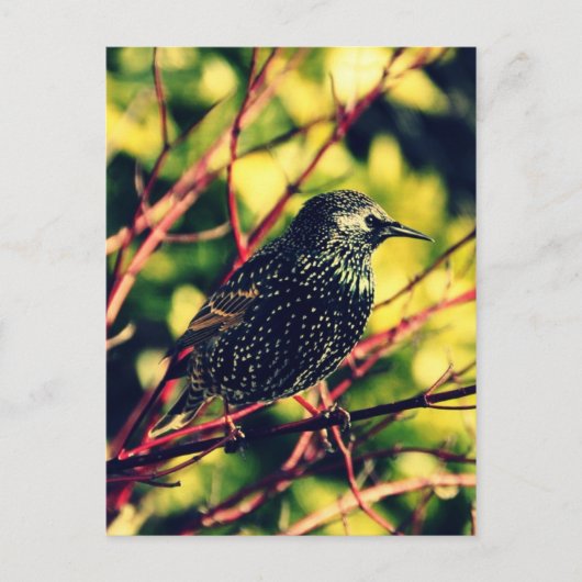 Black Starling Briefkaart (Voorkant)