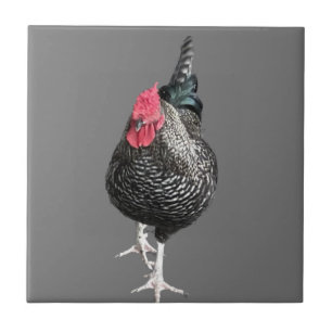 Black Strutting Cocreet nr. 3 Tegeltje