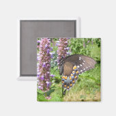 Black Swallowtail 63 ~ aimant (Recto/Verso)