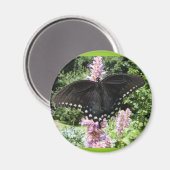 Black Swallowtail 67 ~ aimant (Recto/Verso)