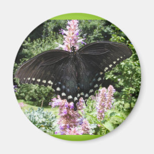 Black Swallowtail 67 ~ magnet Magneet