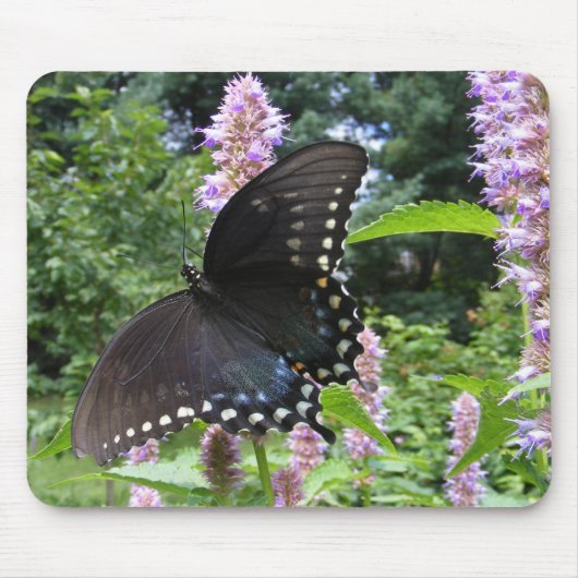 Black Swallowtail 69 ~ mousepad Muismat (Voorkant)