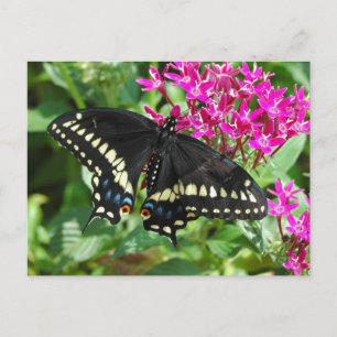 Black Swallowtail Briefkaart