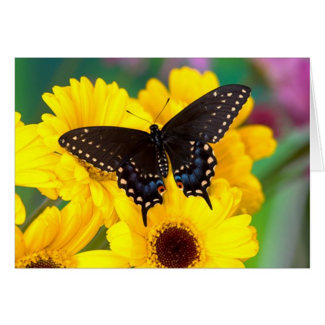 Black Swallowtail butterfly (Voorkant Horizontaal)