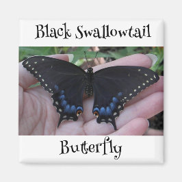 Black Swallowtail Butterfly #1 Magneet