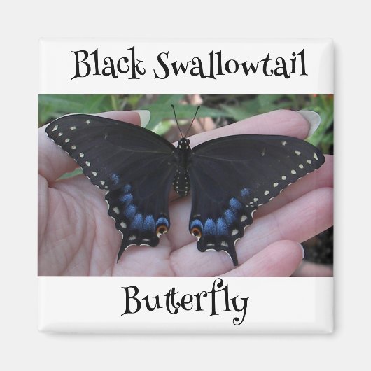 Black Swallowtail Butterfly #1 Magneet (Voorkant)