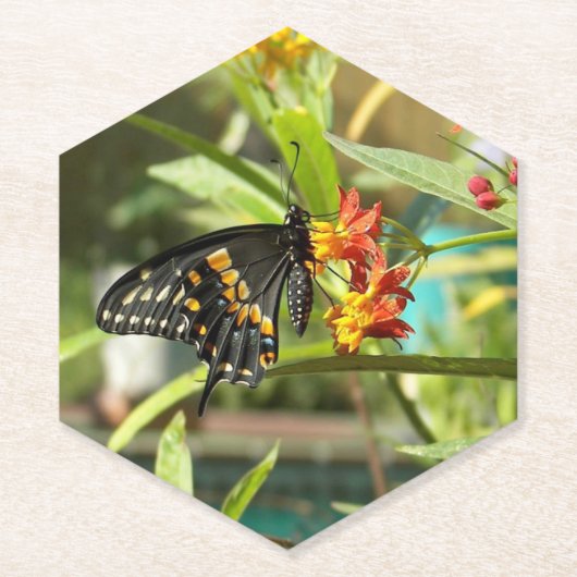 Black Swallowtail Butterfly #2 Kartonnen Onderzetters (Voorkant)
