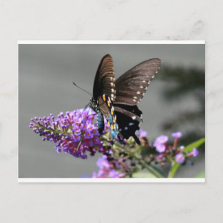 Black Swallowtail Butterfly Briefkaart
