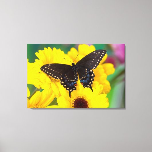 Black Swallowtail butterfly Canvas Afdruk (Voorkant)