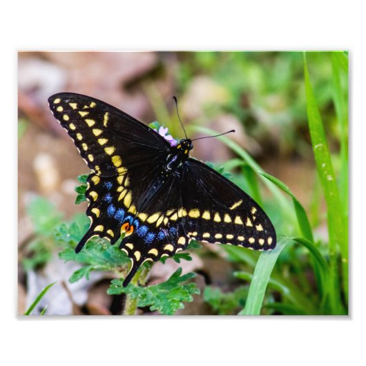 Black Swallowtail Butterfly Foto Afdruk (Voorkant)