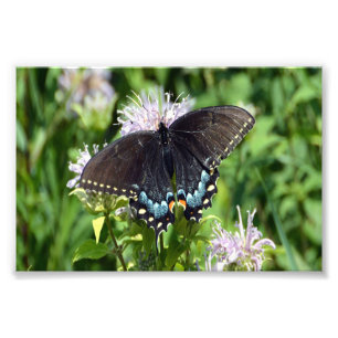Black Swallowtail Butterfly Foto Afdruk