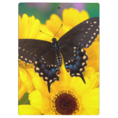Black Swallowtail butterfly Klembord (Achterkant)